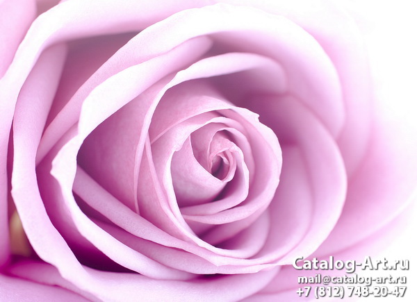 Pink roses 52